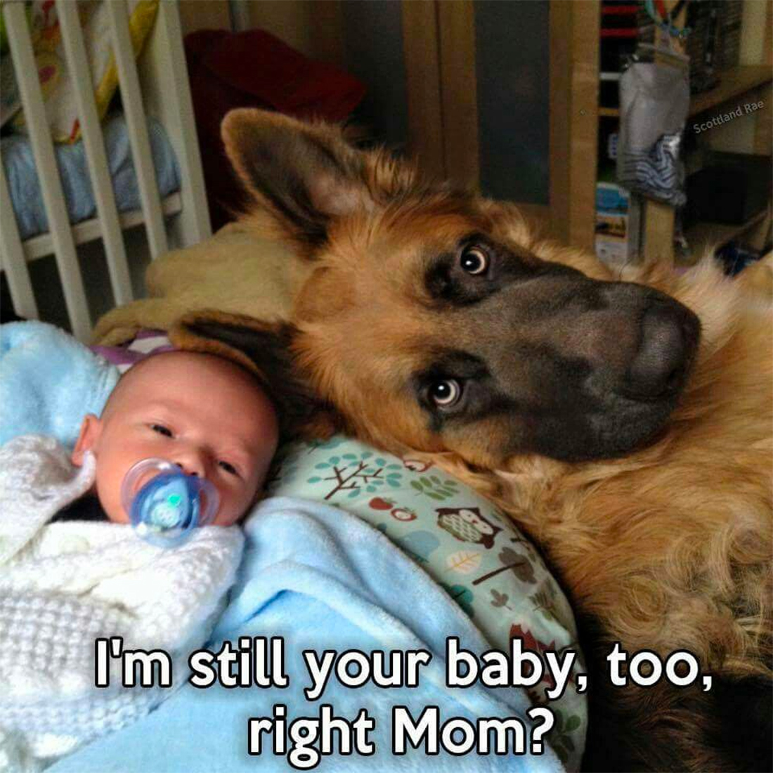 30 Baby and Puppy Memes That Will Keep You Laughing - Page 26 of 31