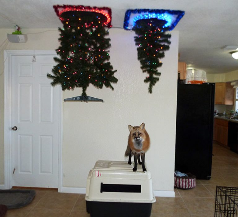 40 Brilliant People Who Figured Out How to Pet Proof Their Christmas Trees