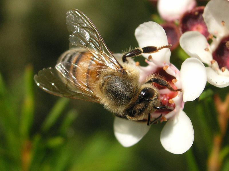 manuka honey bee 