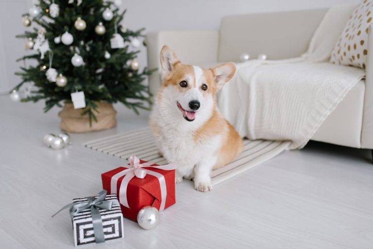 Gifts for Dog Lovers: Our Top 10 Holiday Shopping Picks